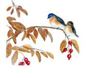 Autumn Joy