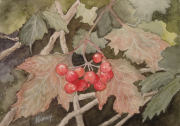 Berries at St. Cross