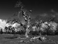 Arstein Black and White-14