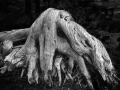 Arstein Black and White-15