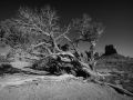 Arstein Black and White-24