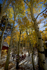 Fall Colors in Hope Valley, CA