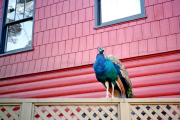 Peacock on Fence in Front of Red Building, Cambria Pines