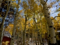 Fall Colors in Hope Valley, CA