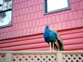 Peacock on Fence in Front of Red Building, Cambria Pines