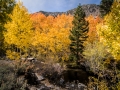 Lake Sabrina Road, Bishop Canyon