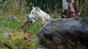 Arstein Yellowstone and Grand Tetons-1