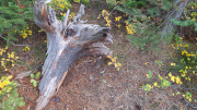 Arstein Yellowstone and Grand Tetons-25