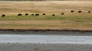 Arstein Yellowstone and Grand Tetons-7