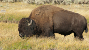 Arstein Yellowstone and Grand Tetons-9