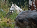 Arstein Yellowstone and Grand Tetons-1