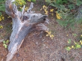 Arstein Yellowstone and Grand Tetons-25