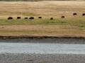 Arstein Yellowstone and Grand Tetons-7