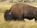 Arstein Yellowstone and Grand Tetons-9