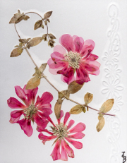 Note Cards-4