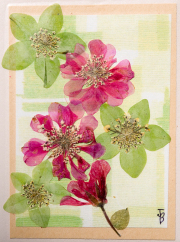 Note Cards-6