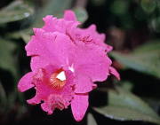 Cattleya Orchid in Hawaii