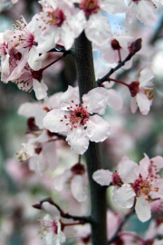 Spring Blossoms, Penn Valley