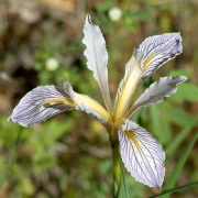 Wild Iris, Penn Valley