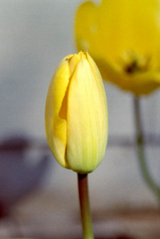 Tulip in our Front Yard, Scotts Valley