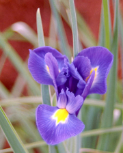 Iris in our Backyard, Penn Valley, CA (2004)