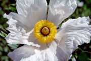 Matilija Poppy, Los Gatos