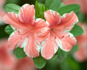 Azalea Blossom, Penn Valley