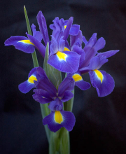 Iris Boquet, Penn Valley