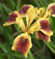 Pacific Coast Iris, Penn Valley