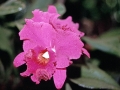 Cattleya Orchid in Hawaii