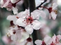 Spring Blossoms, Penn Valley