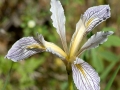 Wild Iris, Penn Valley