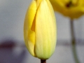 Tulip in our Front Yard, Scotts Valley