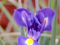 Iris in our Backyard, Penn Valley, CA (2004)