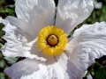 Matilija Poppy, Los Gatos