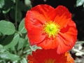 Giant Matador Poppy, Los Gatos