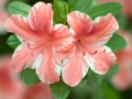 Azalea Blossom, Penn Valley