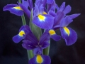 Iris Boquet, Penn Valley