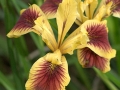 Pacific Coast Iris, Penn Valley