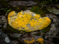 Lichen on a Wall