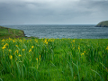 Yellow Iris by the Ocean