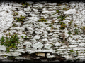 Plants in a Wall