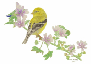 American Goldfinch