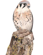 American Kestrel
