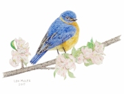 Bluebird