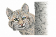 Bobcat