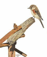 Chestnut Sided Warbler