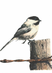 Chickadee