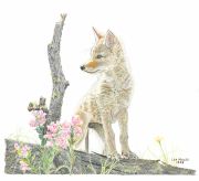 Coyote Pup