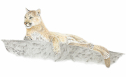 Mountain Lion